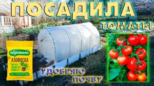 ПОСАДИЛА ТОМАТЫ