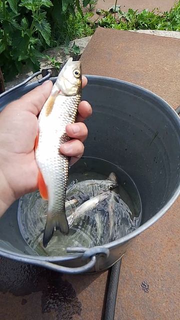 РЫБКИ НАЛОВИЛИ 🐟 смотреть онлайн