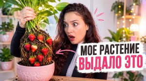 Я была в ужасе от ЭТОГО РАСТЕНИЯ, когда достала его ИЗ ГОРШКА
