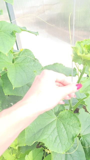 Добрейшего утра🌞
Солнце светит, птицы поют, цветы цветут, огурцы растут🌼🌼🌼