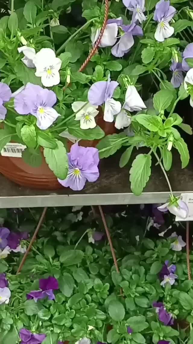 🌿Лемана Про🌸Цветы🌿июнь 2026