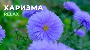 Харизма. Магнетизм. Обаяние. RELAX версия | Саблиминал