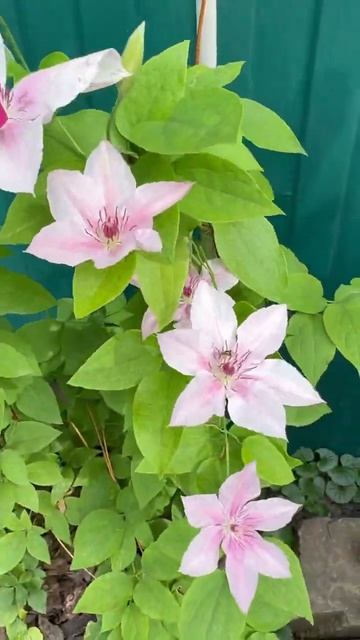 Кардинал Вышиньский, Пинк Фэнтези и Флорентина🌸14 июня 26г💐