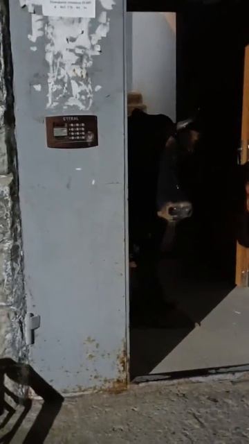 шо смотреть онлайн