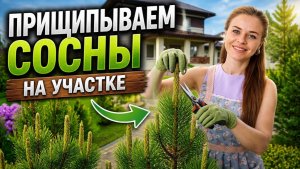 Нужно ли прищипывать прирост у сосны?
