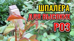 ПОПРОБУЙТЕ сделать такую ШПАЛЕРУ для высоких РОЗ и другая будет не нужна 🌹