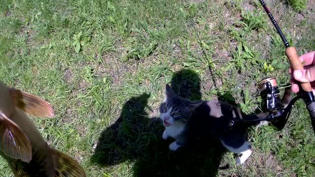 ЩУКА, КОТ и КИНОЛЕНТА! ИНТЕРЕСНАЯ РЫБАЛКА на МИКРОРЕЧКЕ!