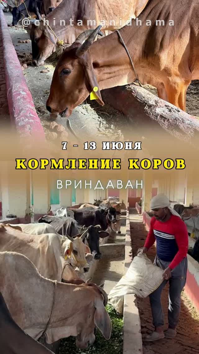 7 - 13 июня. Видеоотчет о кормлении коров