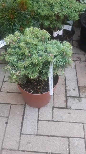 ❤🌲Пихта Одноцветная Пиггельми
✔Продажа растений в макс и телеграм канале: Https://t.me/love_is_hvoin