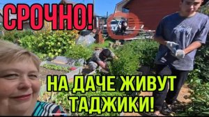 СРОЧНО! НА ДАЧЕ ЖИВУТ ТАДЖИКИ! АРХИВ.ОЛЬГА УРАЛОЧКА LIVE. ОБЗОР.