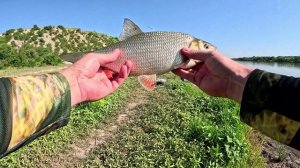 Рыбалка на реке Дон в июне!!! Ловим сазана и карася на макушатник!!!
