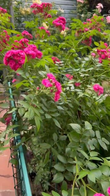 Динки🌺14 июня 26г🌺