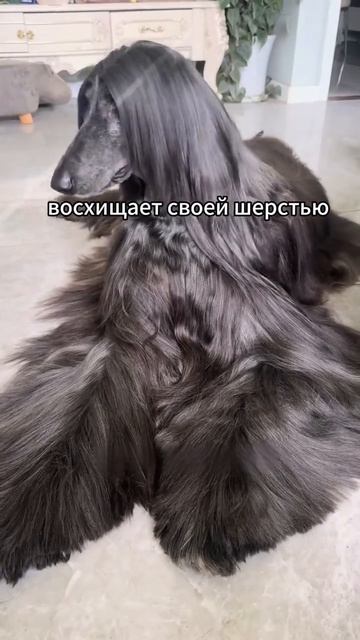 Животные приколы и не только🙂