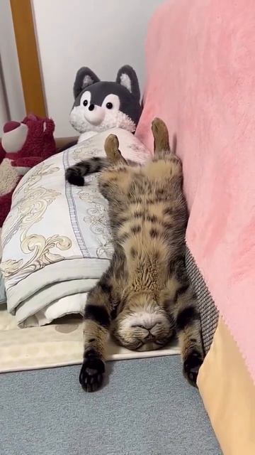 🤣 смотреть онлайн