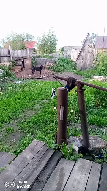 Первый раз на улице, но все равно от мамки далеко не отходит 😂. смотреть онлайн