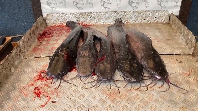 улов африканского сома 15 кг смотреть онлайн