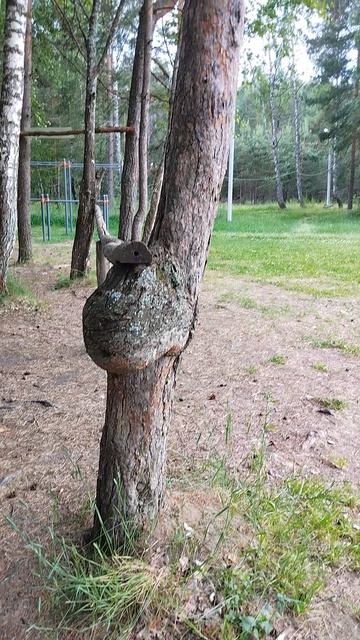 Дерево прикольного вида.