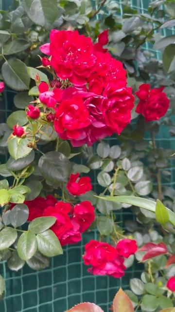 Флорентина 🌺14 июня 26г🌺
