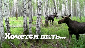 Хочется пить