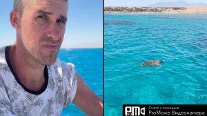 Муж🫶 в море🌊 поймал черепаху🐢 за ляжку🤦_♀️ Египет🔥Хургада отель Long beach Resort❤️_🔥