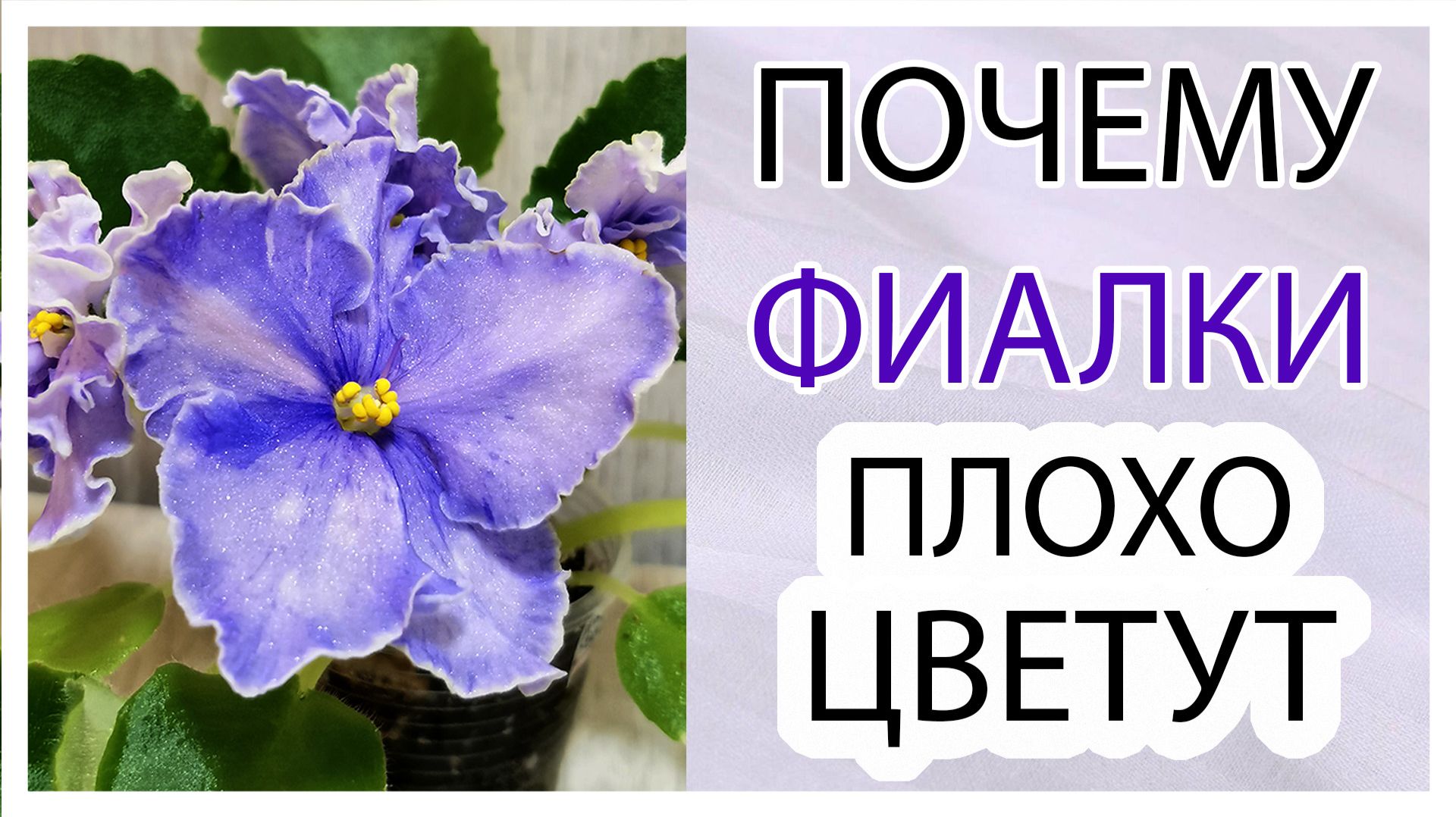 Почему фиалки плохо цветут. Какие подходят новичкам.
