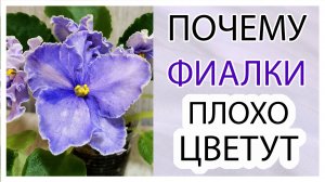 Почему фиалки плохо цветут. Какие подходят новичкам.