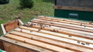пересаживаю очередной рой.какая ловушка сработала?