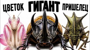 6 насекомых, которые выглядят нереально