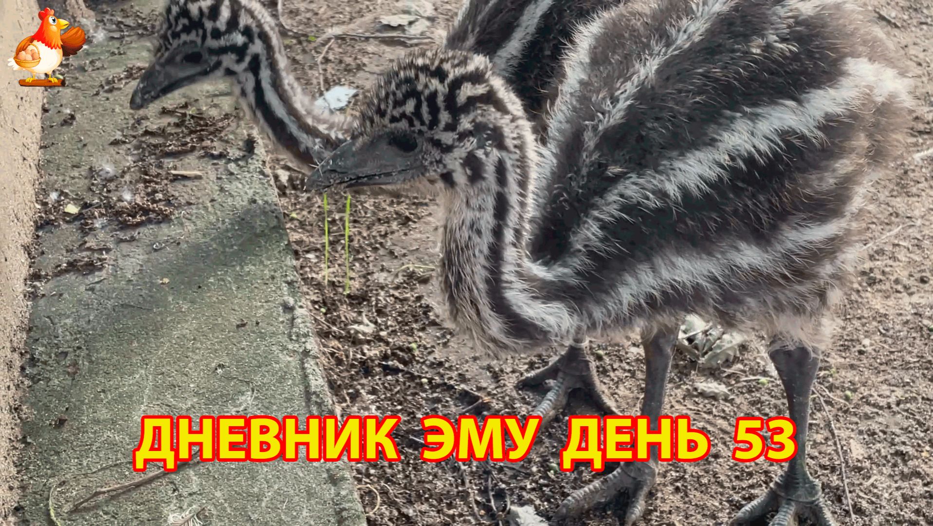 Дневник страусят Эму день 53