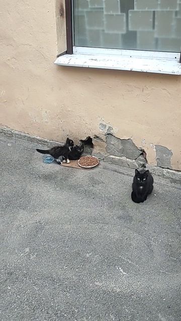Сос! Котята на улице. 1.5 месячные! нужен дом и фин помощь! 8911-019-53-63 приют . Петербург