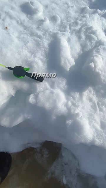 Подъязок на льду)