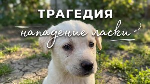 Трагедия с щенком. Нападение ласки.