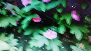 Ко Дню России:: Вечерняя серенада,- муз.Ф.Шуберта,перев. Н.Огарева, вок М. Точиной;Называют меня нек