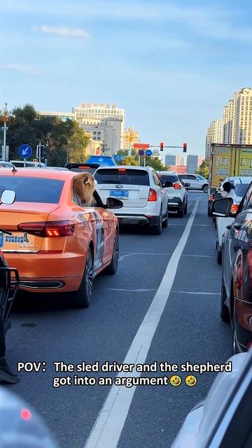 Забавные собачки из окна машины 🐶🚗