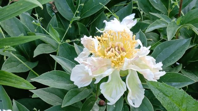 пион GREEN LOTUS