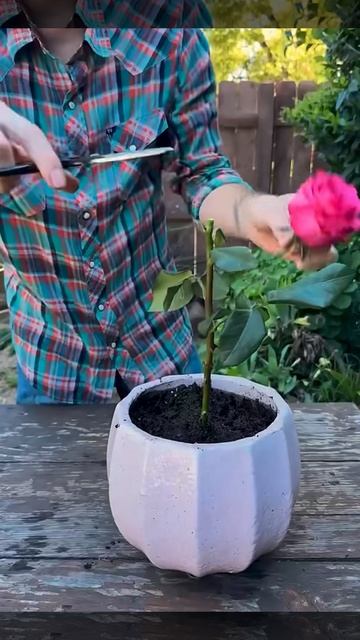 Немного меда + одна картошка = куст розы 🌹