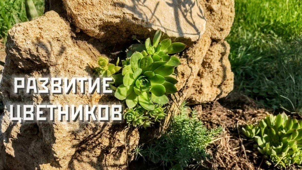 Милые неожиданности в саду, развиваю цветник на возвышенности, тягаю камни.