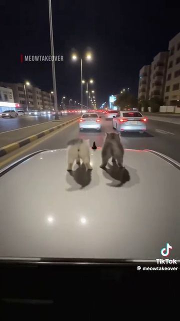 Котики 🐈⬛ 🐈