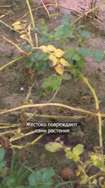Зачем окучивать картофель
