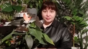 Срезаю у замиокулькас все рахисы, ветки.