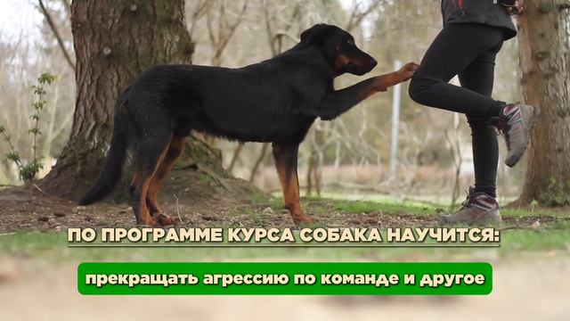 ЗАЩИТНАЯ ГОРОДСКАЯ СОБАКА смотреть онлайн