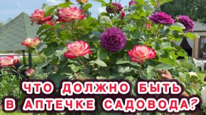Как и чем защищать и лечить растения от болезней и вредителей. Обзор сада на 12 июня 2026 года