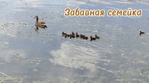 Забавная семейка! Утята на Суре!