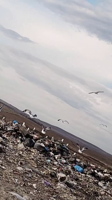 даже чайки на свалке эстетичнее многих на рутуб