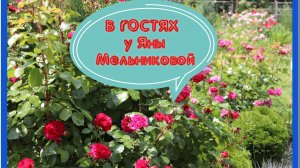 Азовская. Розовый сад Яны Мельниковой.