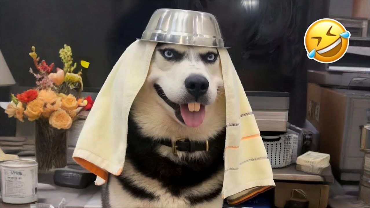 Самые смешные кошки и собаки 2026😼🐶/ Смеешься - проигрываешь конкурс😜
