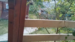 СОЧИ ГОРНОЕ ЛОО УТРО 14.07.2026