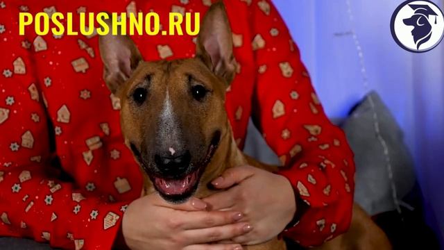 БУЛЬТЕРЬЕР -СТРАШНЫЙ КРАСАВЧИК ДОБРЯК С БОЙЦОВЫМ ПРОШЛЫМ смотреть онлайн
