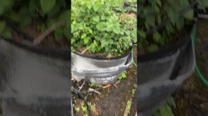 КАПЕЛЬНЫЙ ПОЛИВ