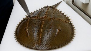 Экзотические тайские морепродукты! Редкие блюда – мечехвост, креветки-богомолы
